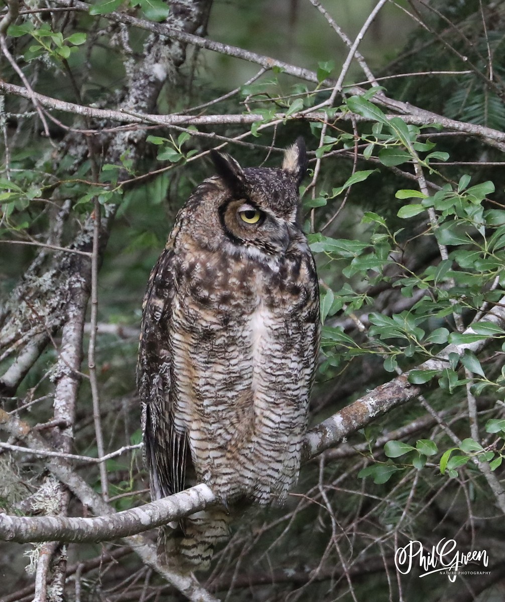 Great Horned Owl - ML247091051