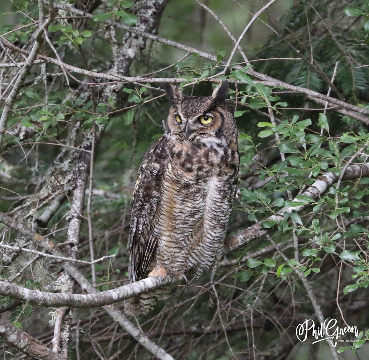 Great Horned Owl - ML247091091