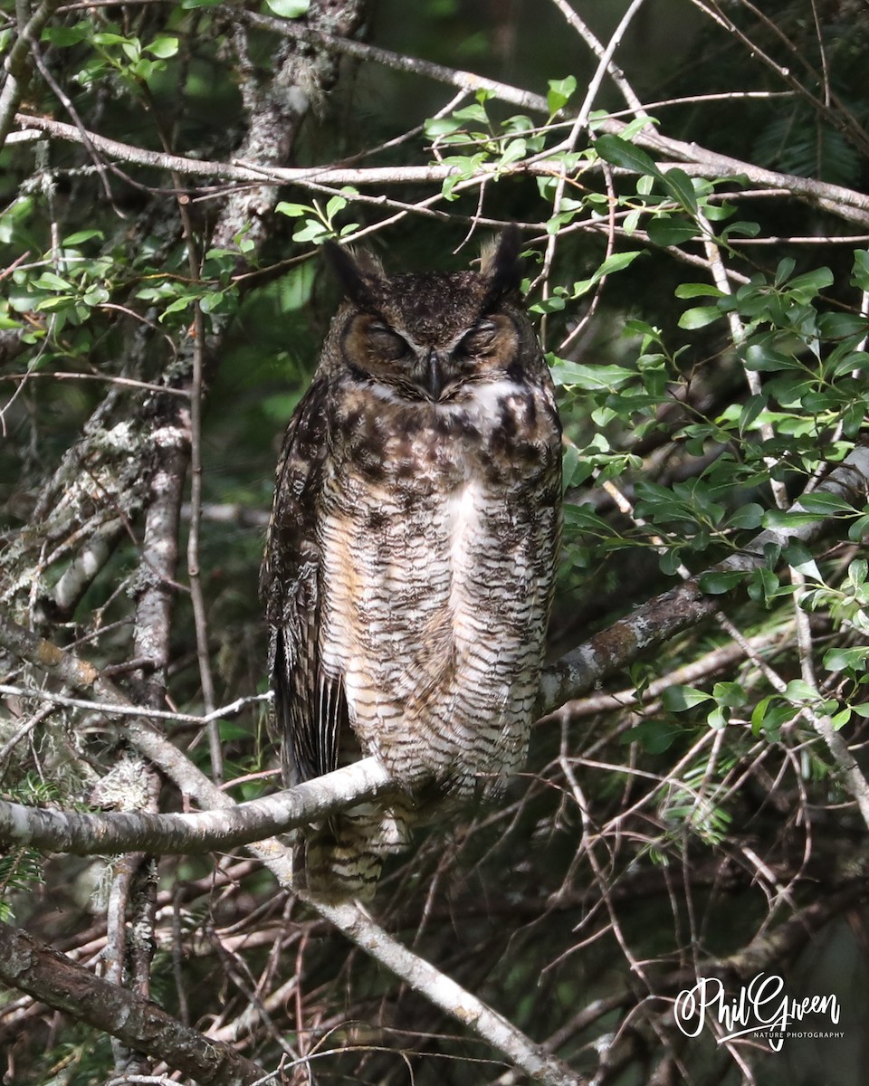 Great Horned Owl - ML247091141