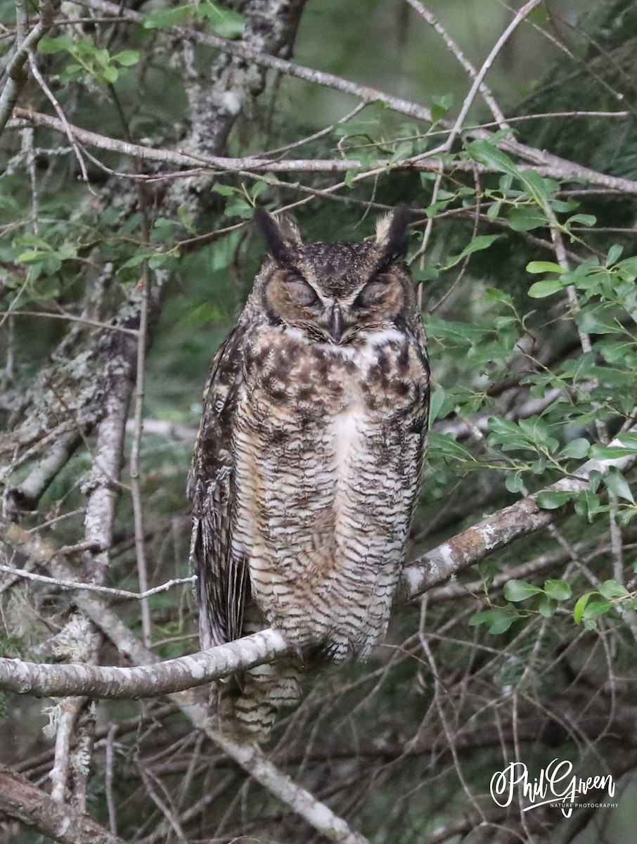 Great Horned Owl - ML247091191