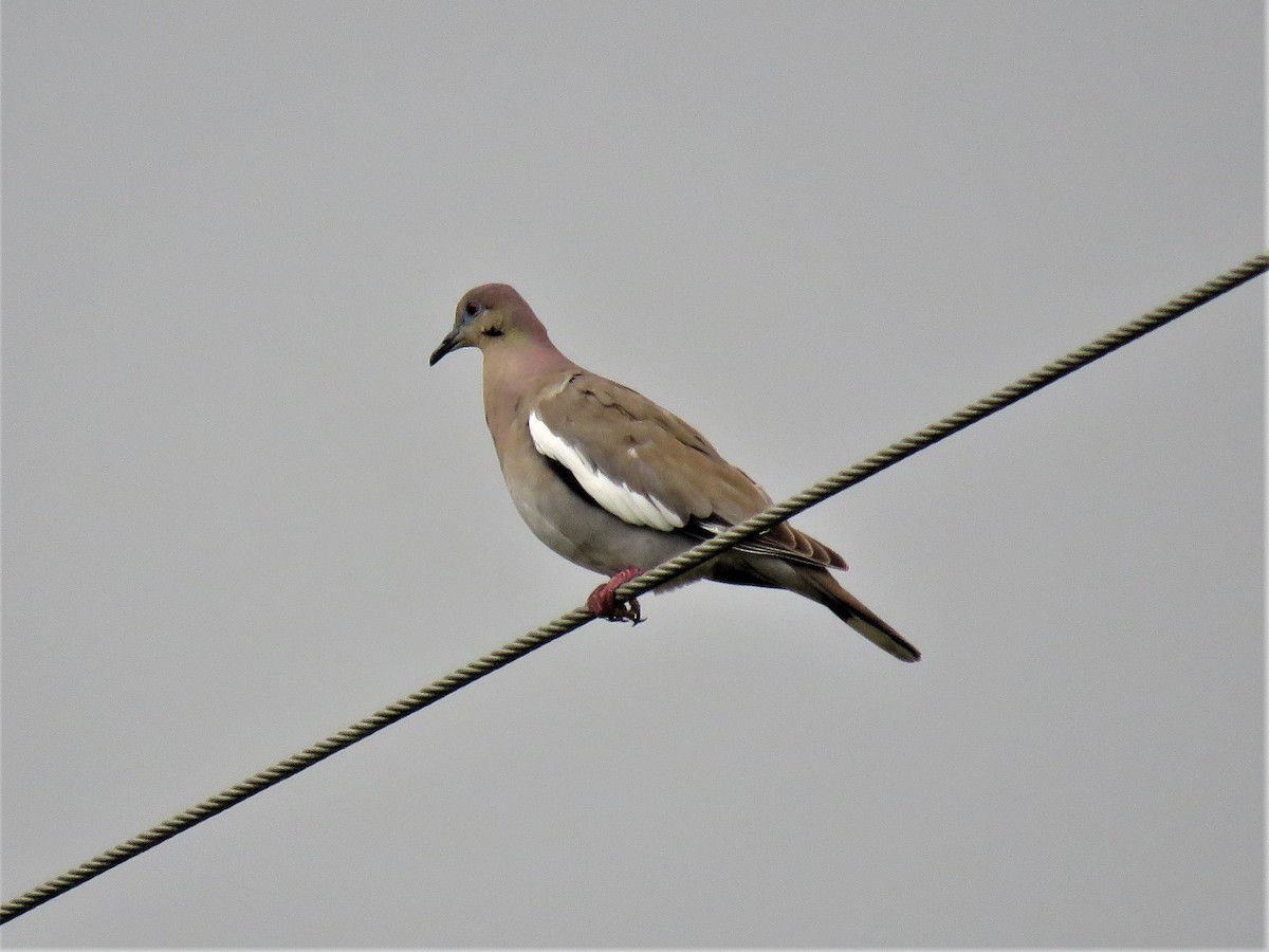 White-winged Dove - bineshii iikwe