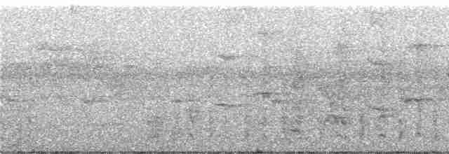 Сверкающий дронго (longirostris) - ML247097