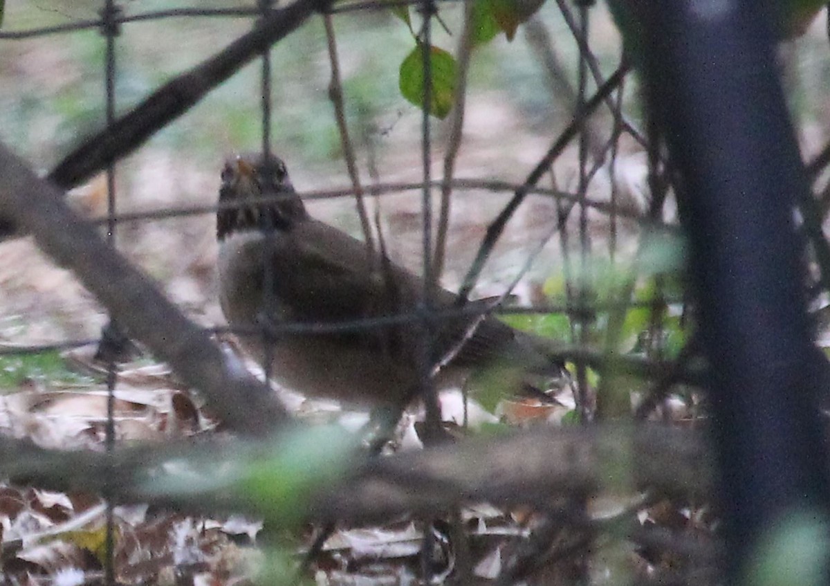 White-throated Thrush - Claire Miller