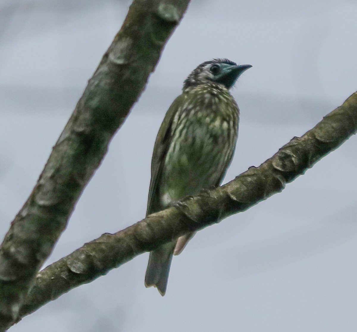 Bare-throated Bellbird - Josi Guimarães