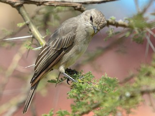 成鳥 (African Gray) - Alexander Lees - ML247103881
