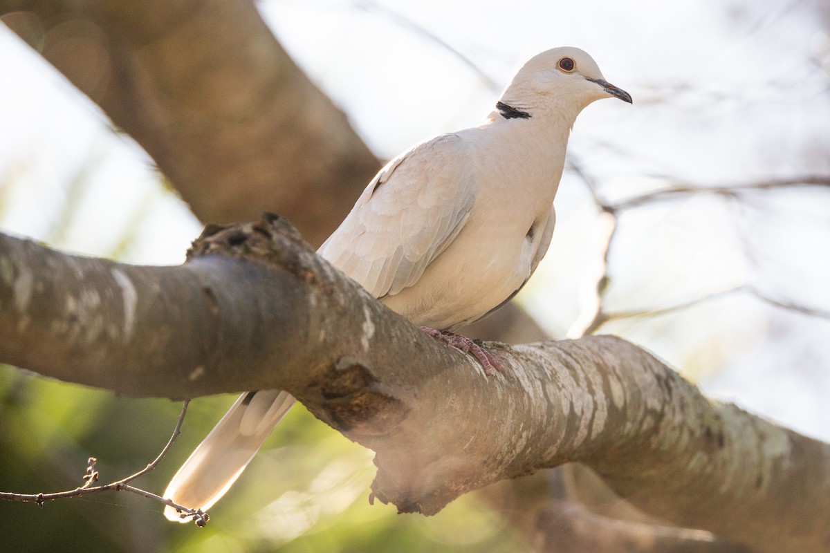 African Collared-Dove - ML247105001