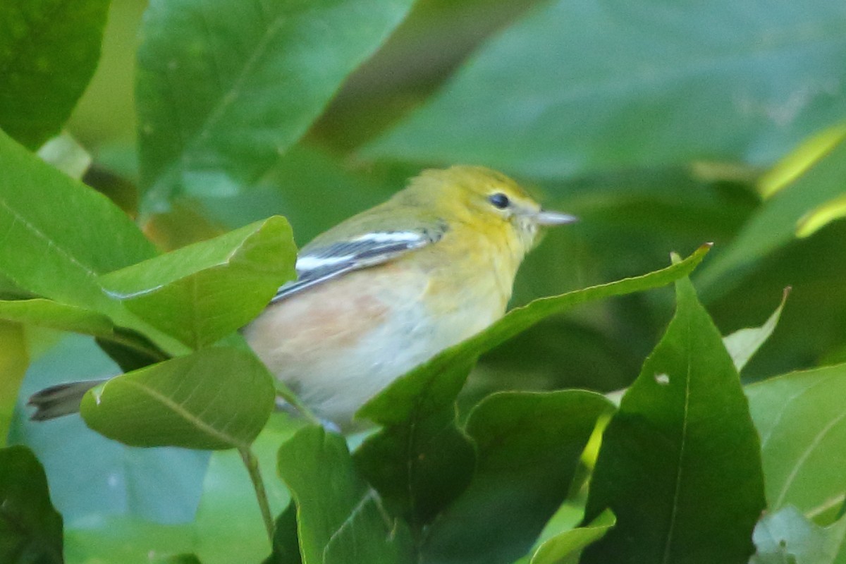 Bay-breasted Warbler - ML24710821