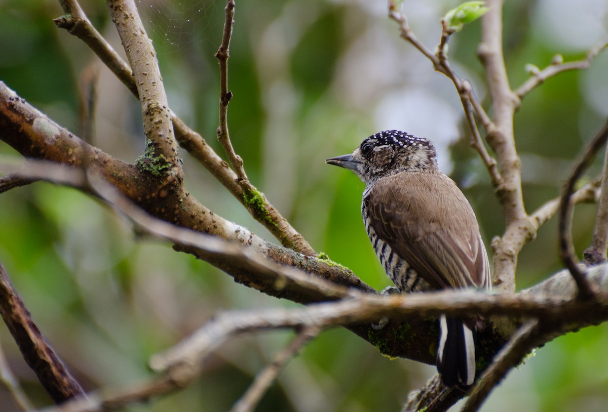 White-barred Piculet - ML247108881