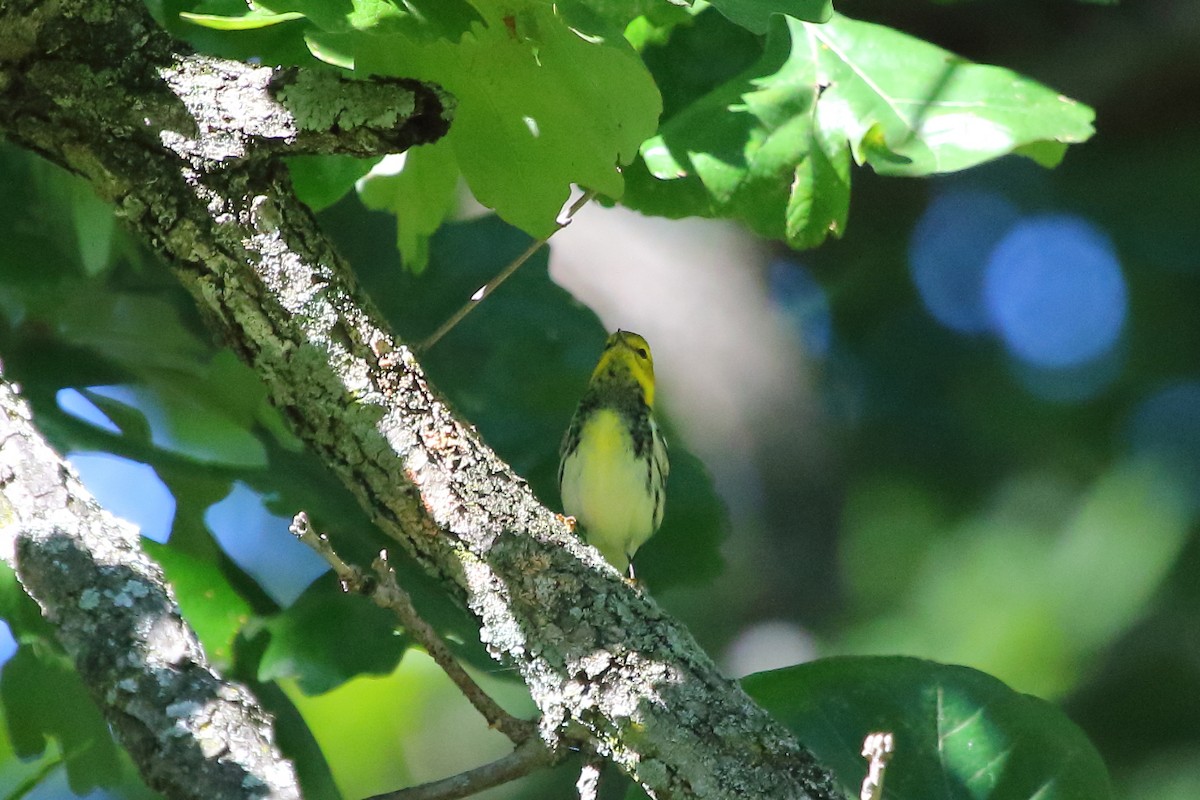 Black-throated Green Warbler - ML24710941