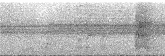 Méliphage de San Cristobal - ML247114