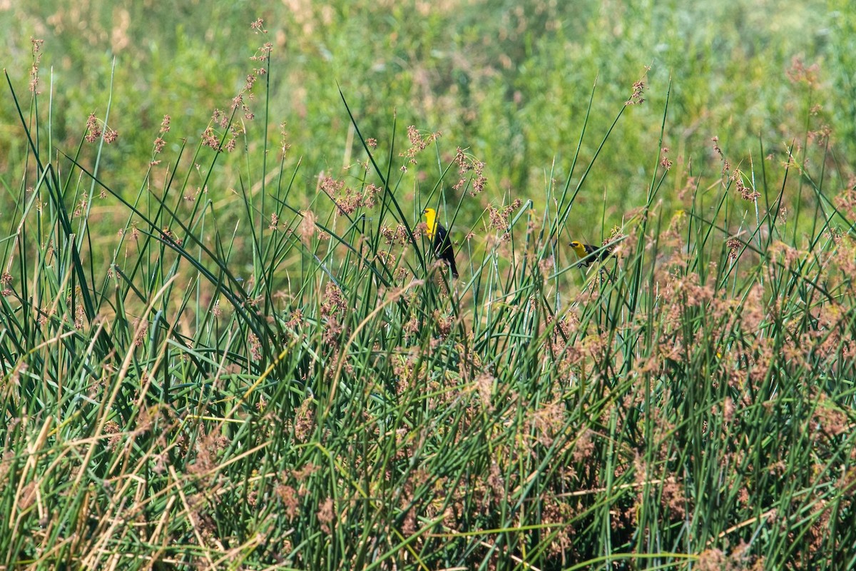 Yellow-headed Blackbird - ML247114621