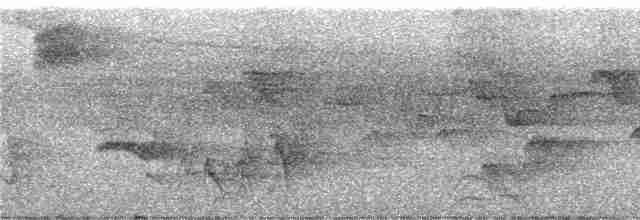 Glanzfleckdrongo (longirostris) - ML247115
