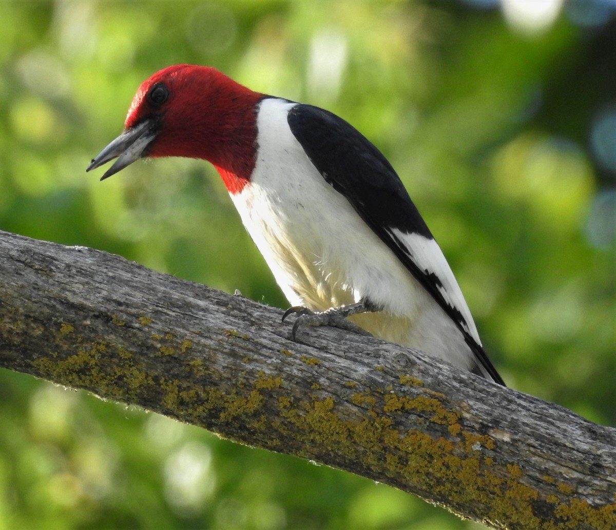 Red-headed Woodpecker - ML247116351