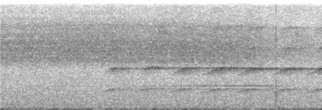 Сверкающий дронго (longirostris) - ML247119