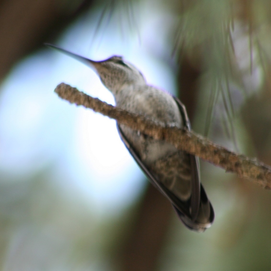 Rivoli's Hummingbird - ML247120131