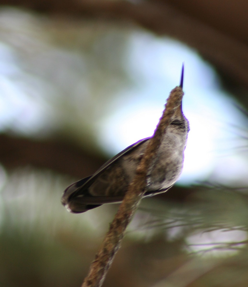 Rivoli's Hummingbird - Paul Sellin