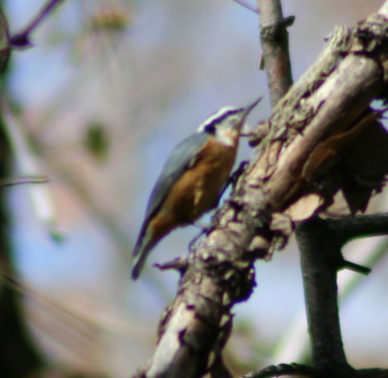 Red-breasted Nuthatch - ML247120851