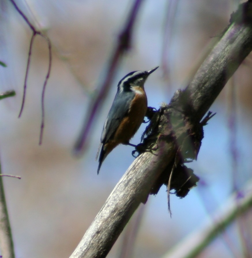 Red-breasted Nuthatch - ML247120911