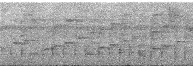 Сверкающий дронго (longirostris) - ML247123