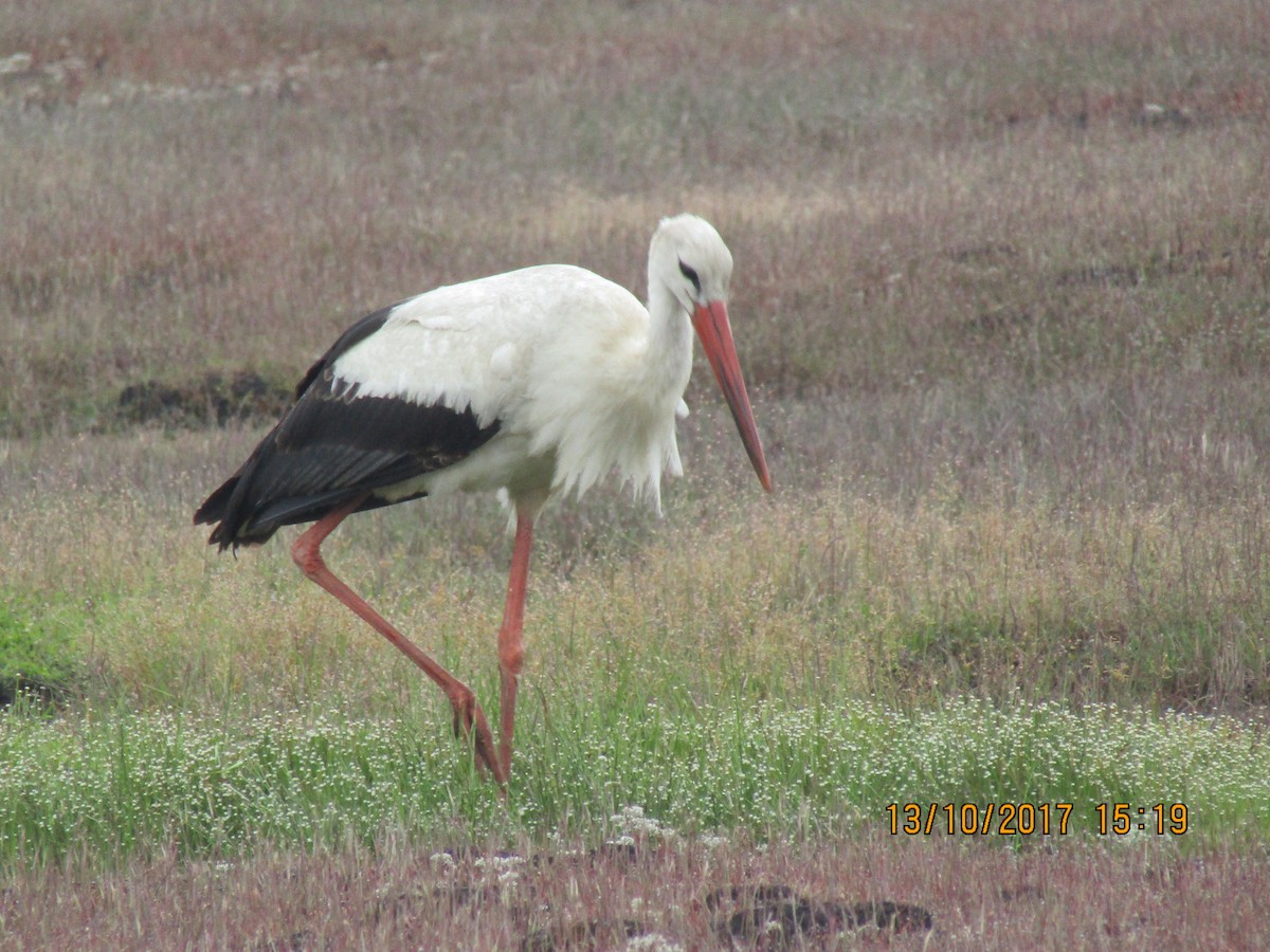 White Stork - ML247124181