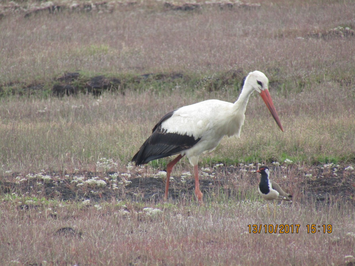 White Stork - ML247124341