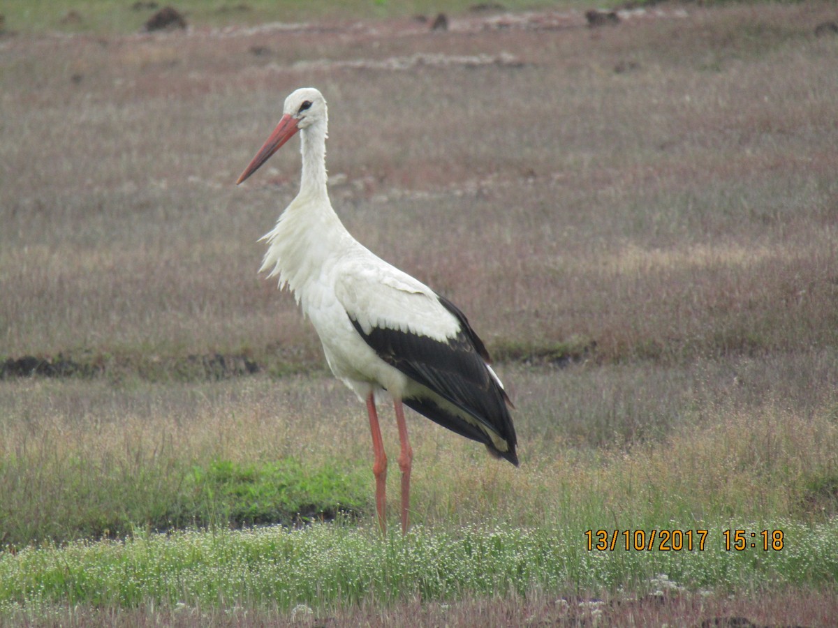 White Stork - ML247124391
