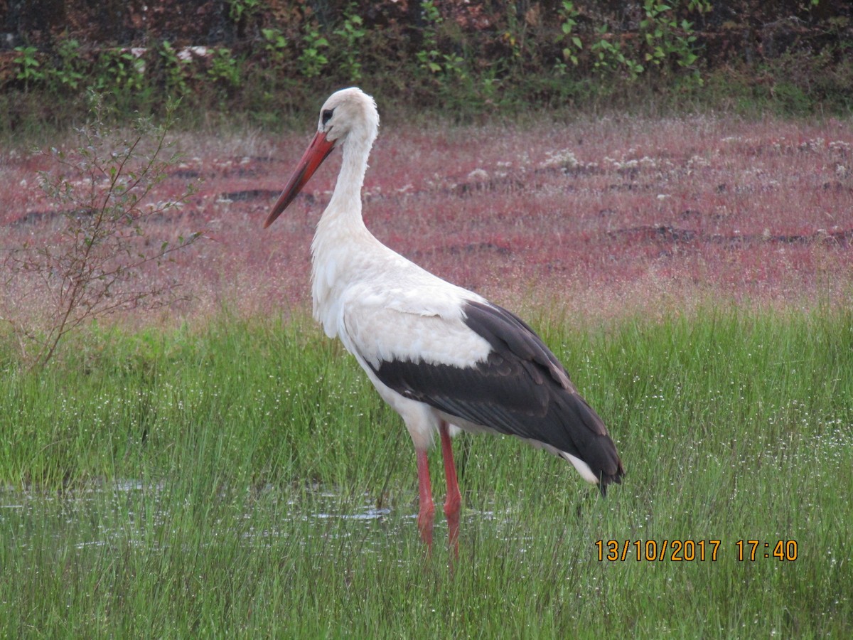 White Stork - ML247126391