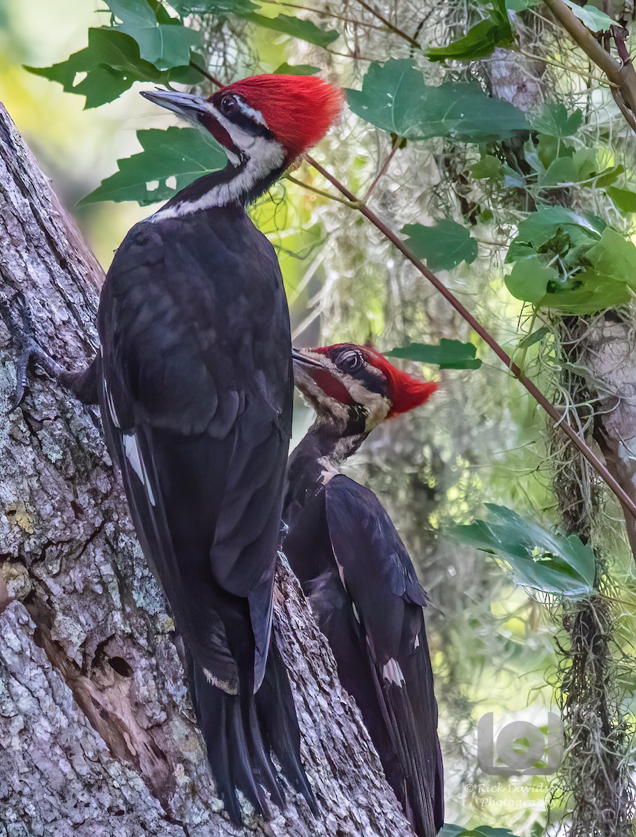Pileated Woodpecker - Rick Davidson