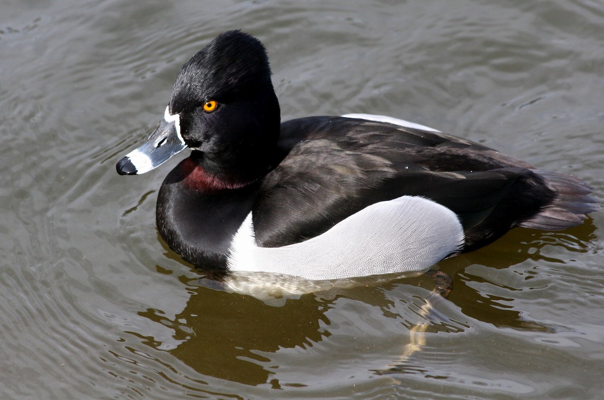 Ring-necked Duck - ML247128211