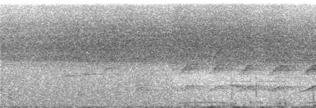 Сверкающий дронго (longirostris) - ML247130