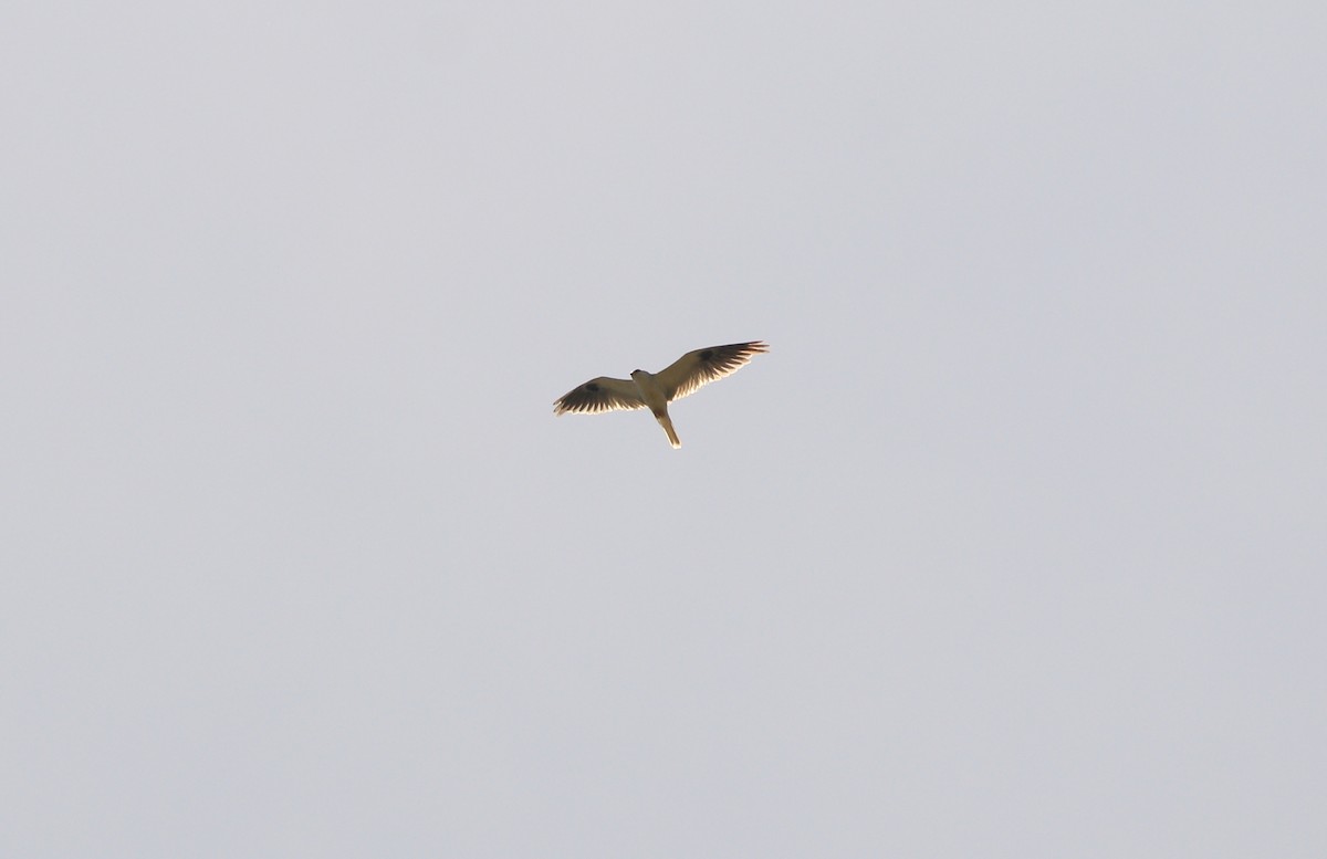 White-tailed Kite - ML247133331