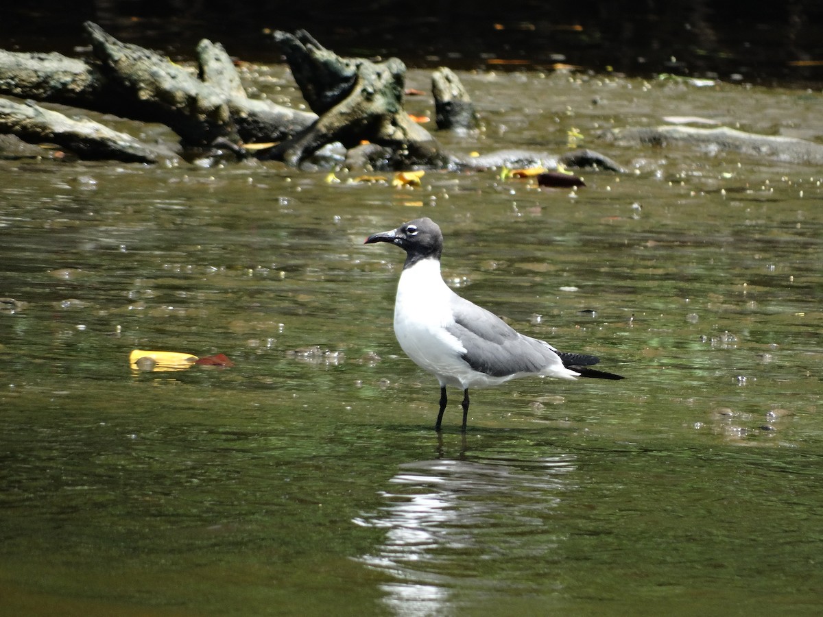 Laughing Gull - Kenrith Carter