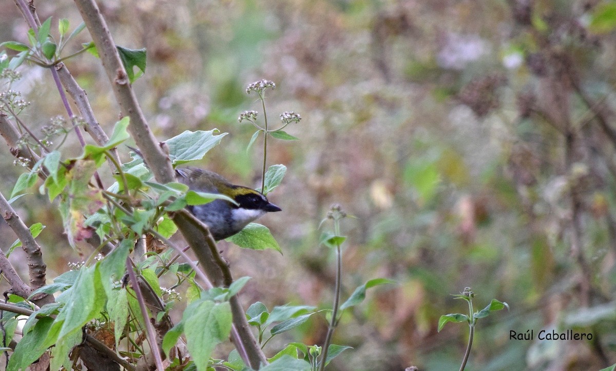Green-striped Brushfinch - Raúl Caballero (Mexihca Aves)