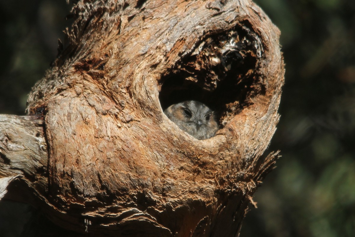 Australian Owlet-nightjar - Hedley & Irena Earl