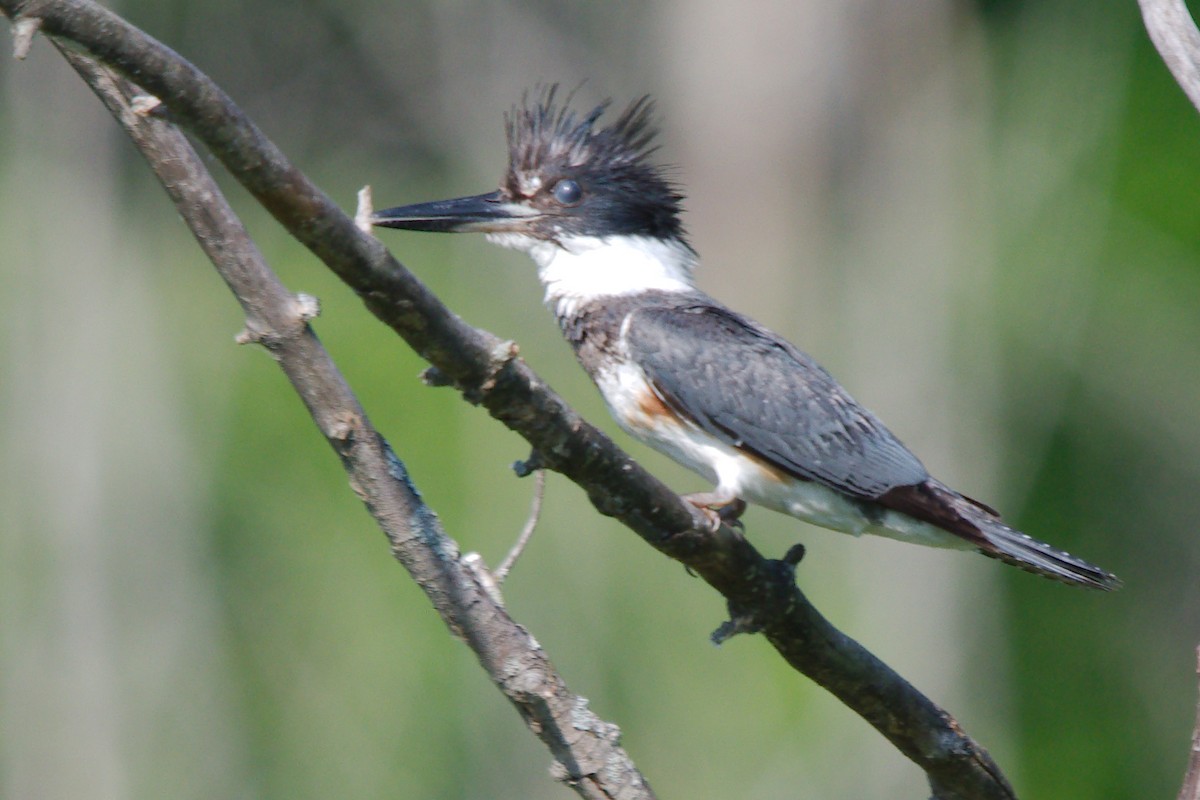 Belted Kingfisher - George Ross