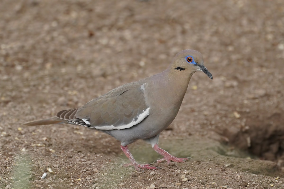 White-winged Dove - Dave Jurasevich