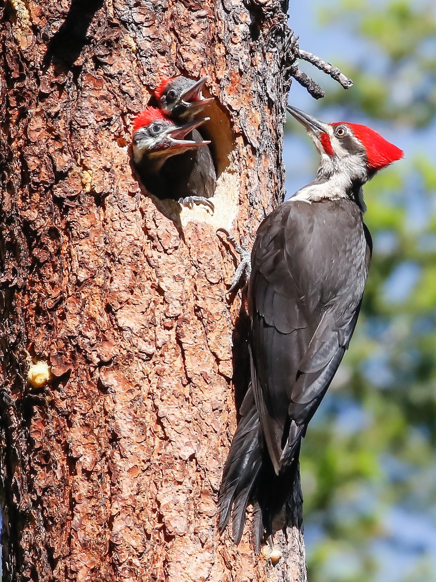 Pileated Woodpecker - Dan Ellison