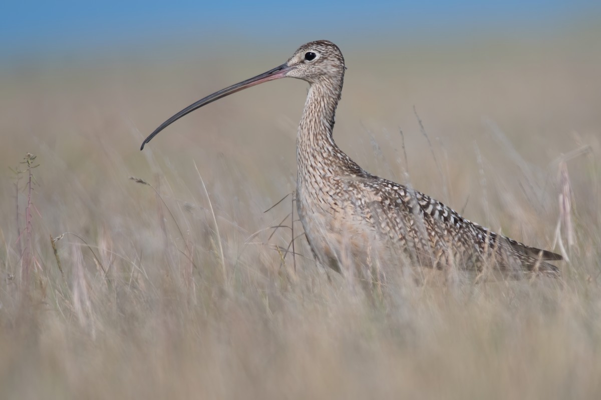 Long-billed Curlew - ML247140951
