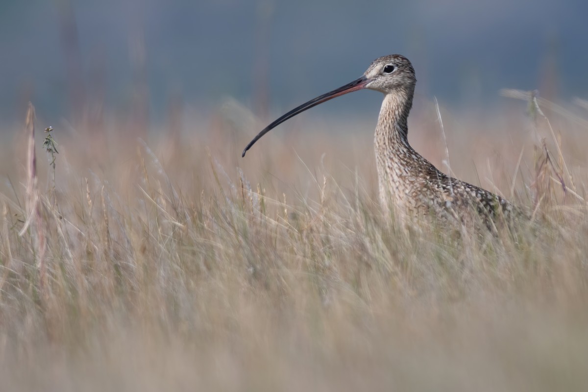 Long-billed Curlew - ML247141041