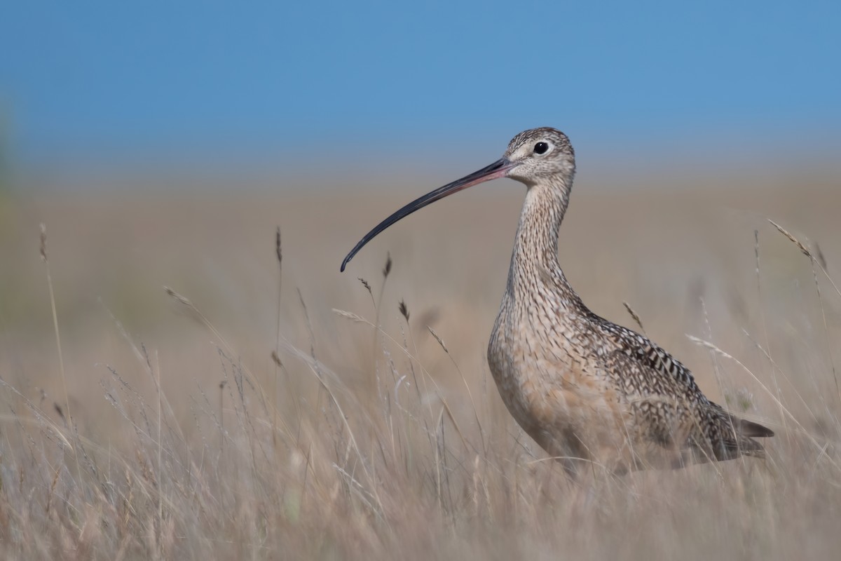 Long-billed Curlew - ML247141091