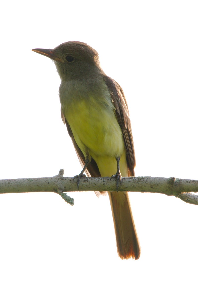 Great Crested Flycatcher - ML247141101