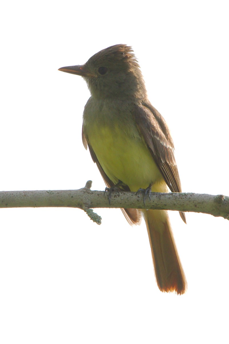Great Crested Flycatcher - ML247141151