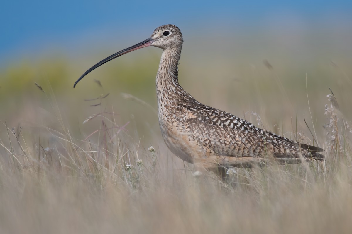 Long-billed Curlew - ML247141261