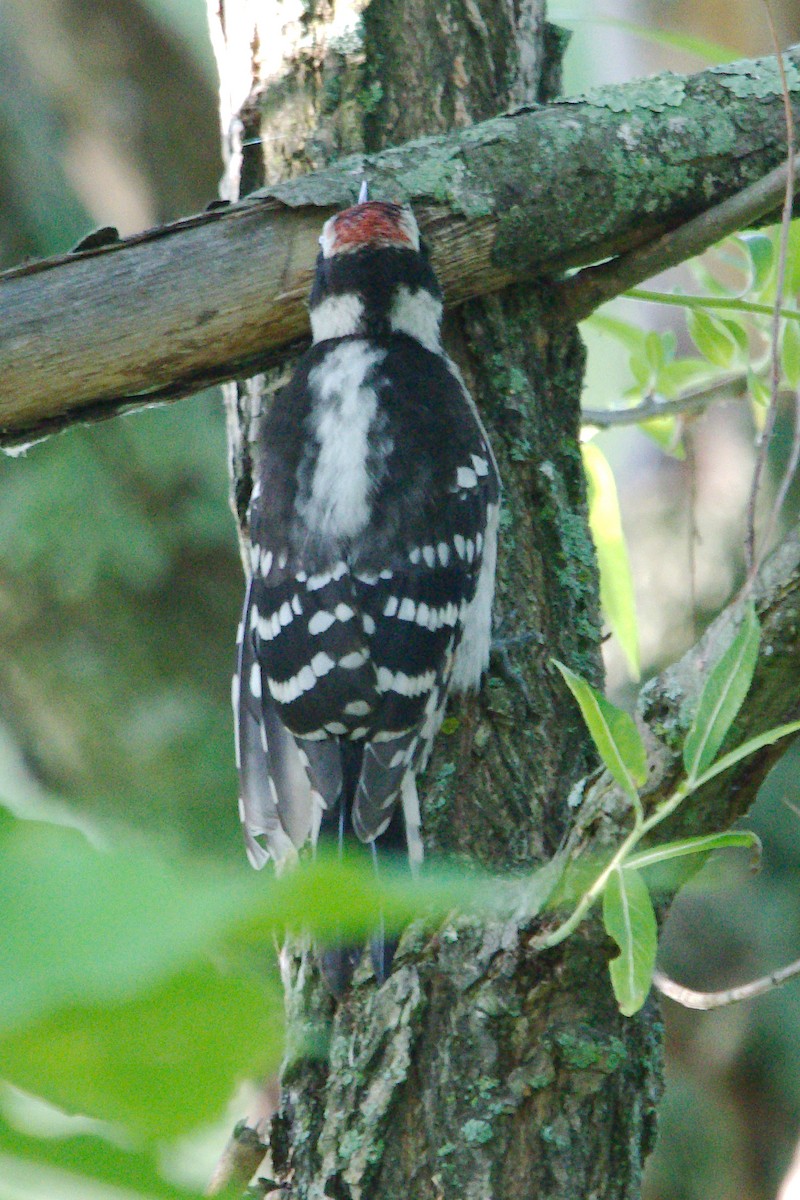 Downy Woodpecker - ML247141371