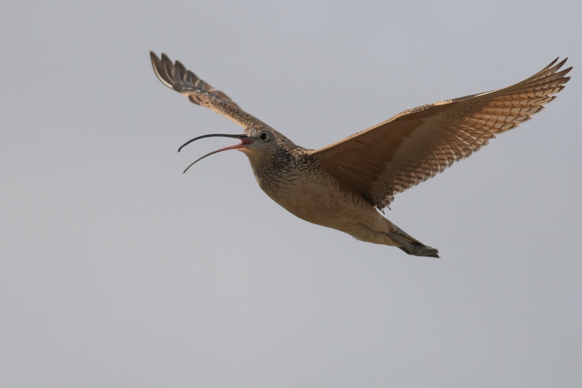 Long-billed Curlew - ML247141441