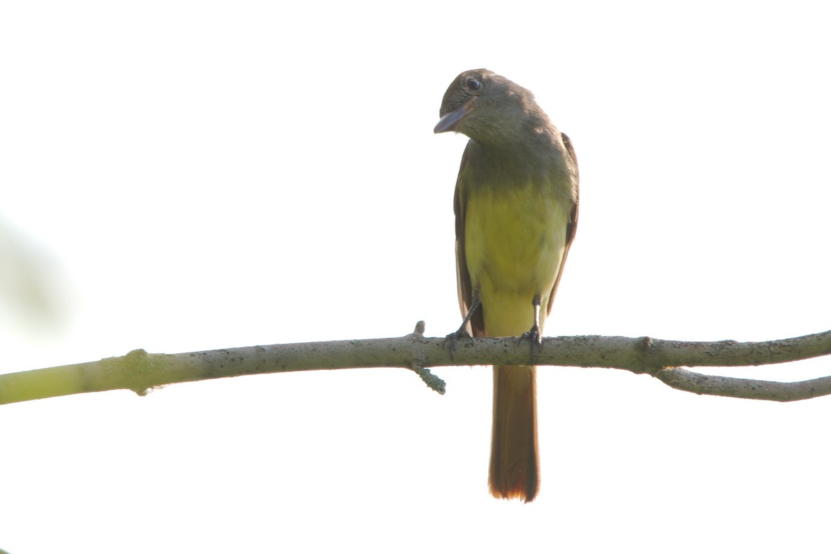 Great Crested Flycatcher - George Ross