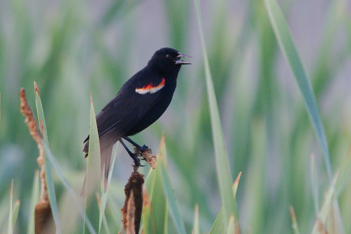 Red-winged Blackbird - ML247142721