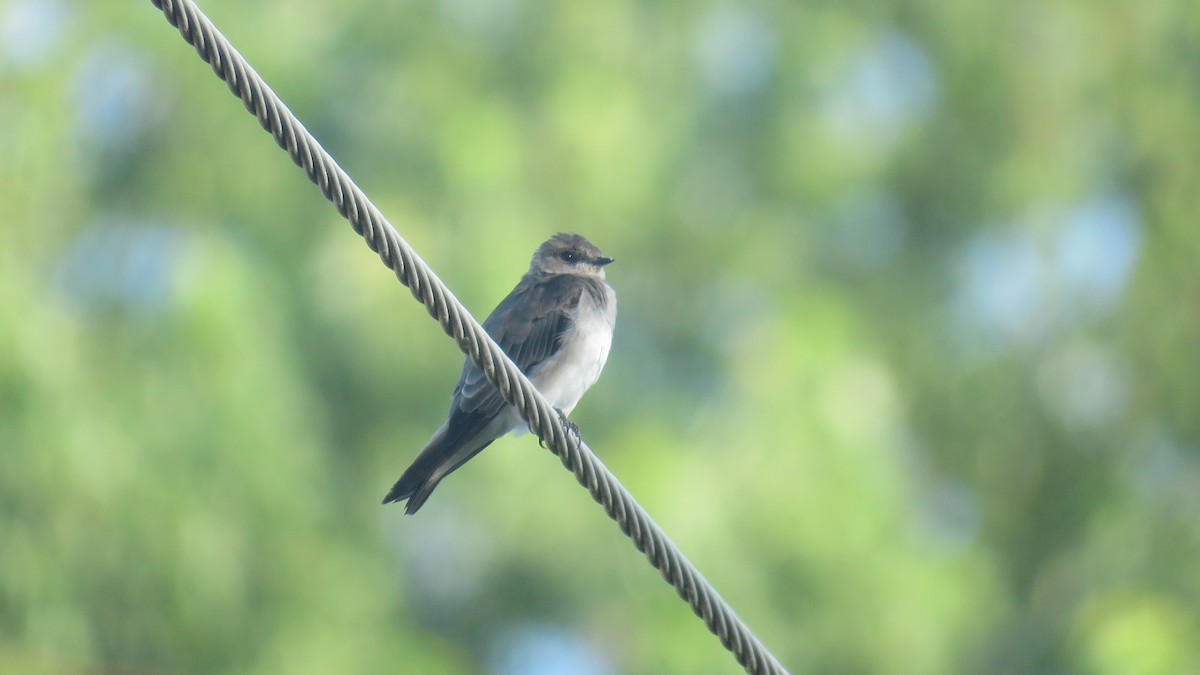 Northern Rough-winged Swallow - ML247144751