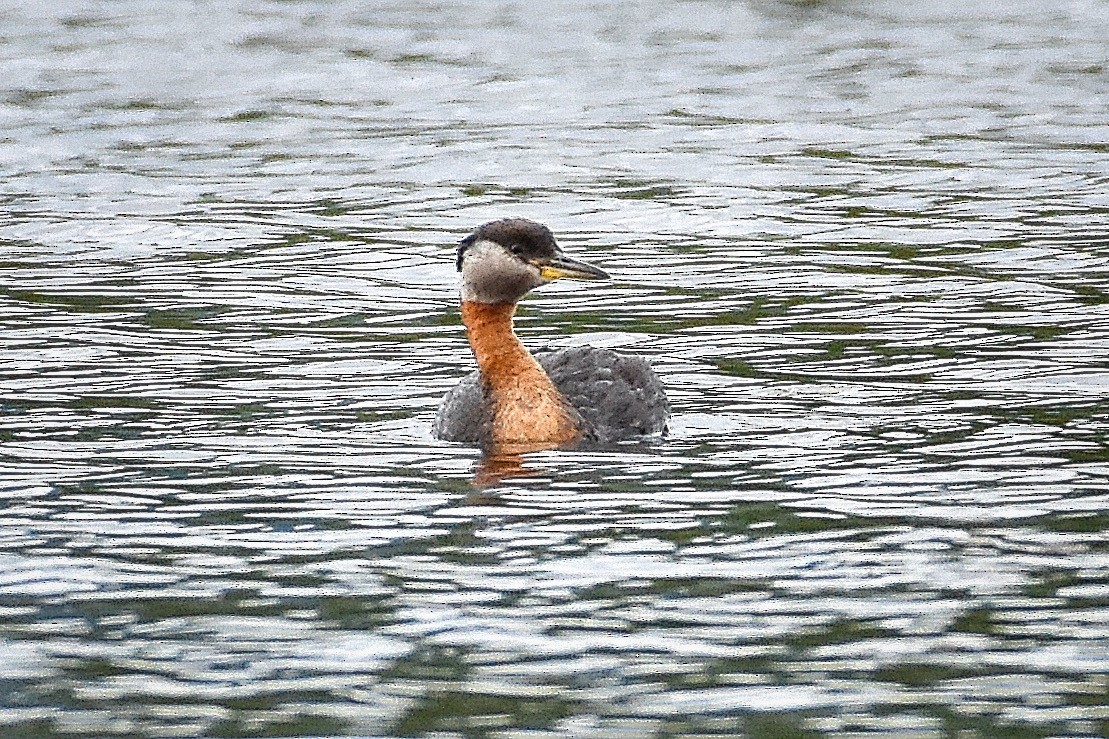 Red-necked Grebe - ML247147391