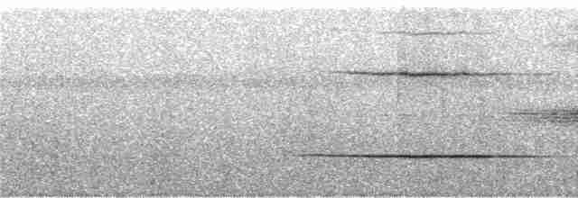 Yıldızlı Drongo (longirostris) - ML247148